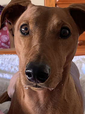 Hi my name is Bella! Bella is a German Pinscher. My owner Trish said "Bella is the best friend I could ever have! So happy with my vacuum!
Picks up everything and is honestly the best vacuum I’ve ever had!"

Trish, NSW 2154
