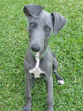 Hi my name is Hank and i'm a Blue Whippet.	 My owner Peter said "K3Premium easily removes his short grey hairs from the carpet and cleans away the leaves and dirt he track in from the garden. Hank sleeps undisturbed right through the twice weekly clean… Ahh the life!!!"  Peter, NSW 2156