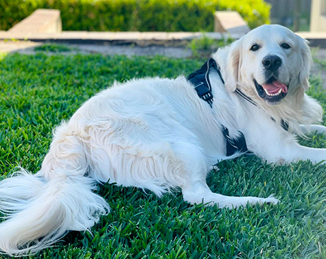 jordie-pet-vacuum-cleaner