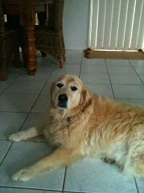 Hey there! My name is Oskar. My owner Kim says	"He's a Happy, bouncy boy. Loves his walks – it’s a workout for me. We rent a large home with carpet, tiles and rugs. My SEBO G2 removes all his hair and the dirt he brings in on his big paws."  Kim, NSW 2261