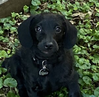 Hello! My name is Paco. Im a Lovable cross Dachshund Poodle.	
My owner Vanessa says "Fantastic on floorboards, gentle yet picks up all dust and pet hair."

Vanessa, NSW 2220