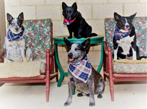 Hello! We are Bella, Pepper, Tammy and Tucker! We are all rescue dogs thanks to our owners George & Johanna for rescuing us. They said " Recently purchased mainly due to the promise of removing pet hair – getting used to it and so far happy with the job it does."
George and Johanna, NSW 2756