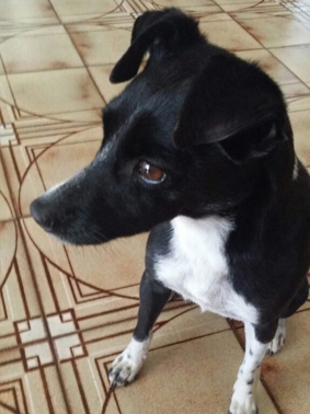 Hey there! My name is Roxie, my owner Kristine says “Pound Puppy” High energy, loves to chase, happy to greet anyone who’ll give her a pat.	Black hair everywhere! Then we found SEBO. Our X4 leaves nothing behind. Except for Roxie chasing it!"
Kristine, NSW 2154