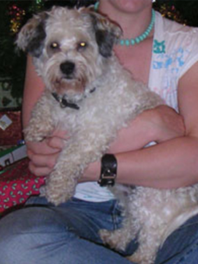 Hello! My name is Samuel. My owner Glen said "Rescued from the pound, Sammy is a great addition to our family. Brings much amusement to the children.	Kids have asthma and allergies so the SEBO was a no-brainer for us. It came very highly recommended by a friend."

Glen, NSW 2759