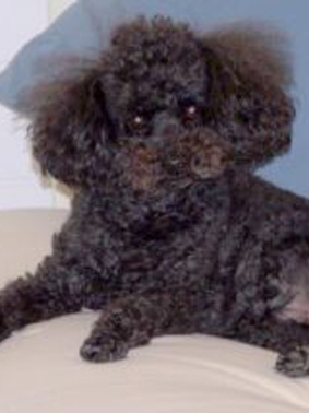 Hi my name is Stussy!	Bev my owner says, "First family pet for the kids. Great guard dog with delivery drivers. Loved putting his head out the car window.	Kept my carpets looking new. Recommended by my carpet cleaner."

Bev, NSW 2027