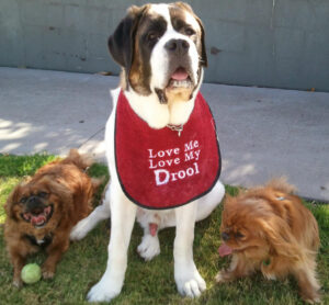 Hi! Our name's are Texas, Charlie, Dallas and Indiana. Our owner said "AMAZING! My pets are inside pets (yes, even the St Bernard), so you can imagine the volume of pet hair.

After just 2 days we see ‘tumbleweeds’ of pet hair blowing down the hall way. I returned another high end ($750) brand vacuum after 2 months as it did not pick up pet hair as claimed. 1 week into using SEBO (I’ve used it 3 times) and I am still impressed. The huge head is surprisingly easy to maneuver and gets right to the edge of things, the strong suction means even something lodged against a skirting board is picked up by SEBO.

After vacuuming the carpets, they look like they have just been washed because they are that clean. "